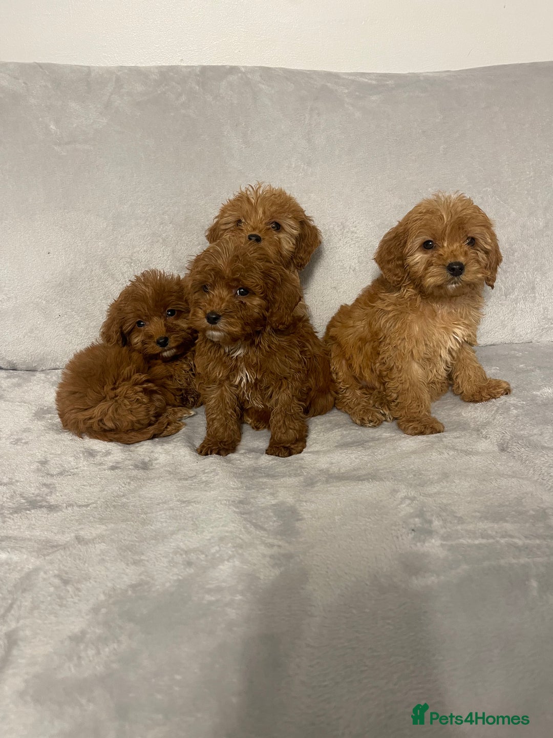 Cockapoo dogs for sale: 5 beautiful cockapoos  - Advert 10