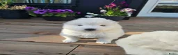Samoyed dogs for sale: 2last samoyed left in London - Advert 2