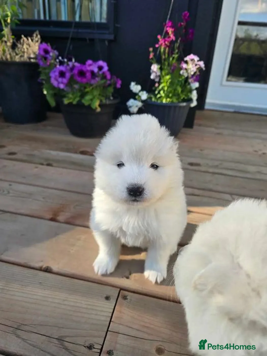 Samoyed dogs for sale: 2last samoyed left in London - Advert 2