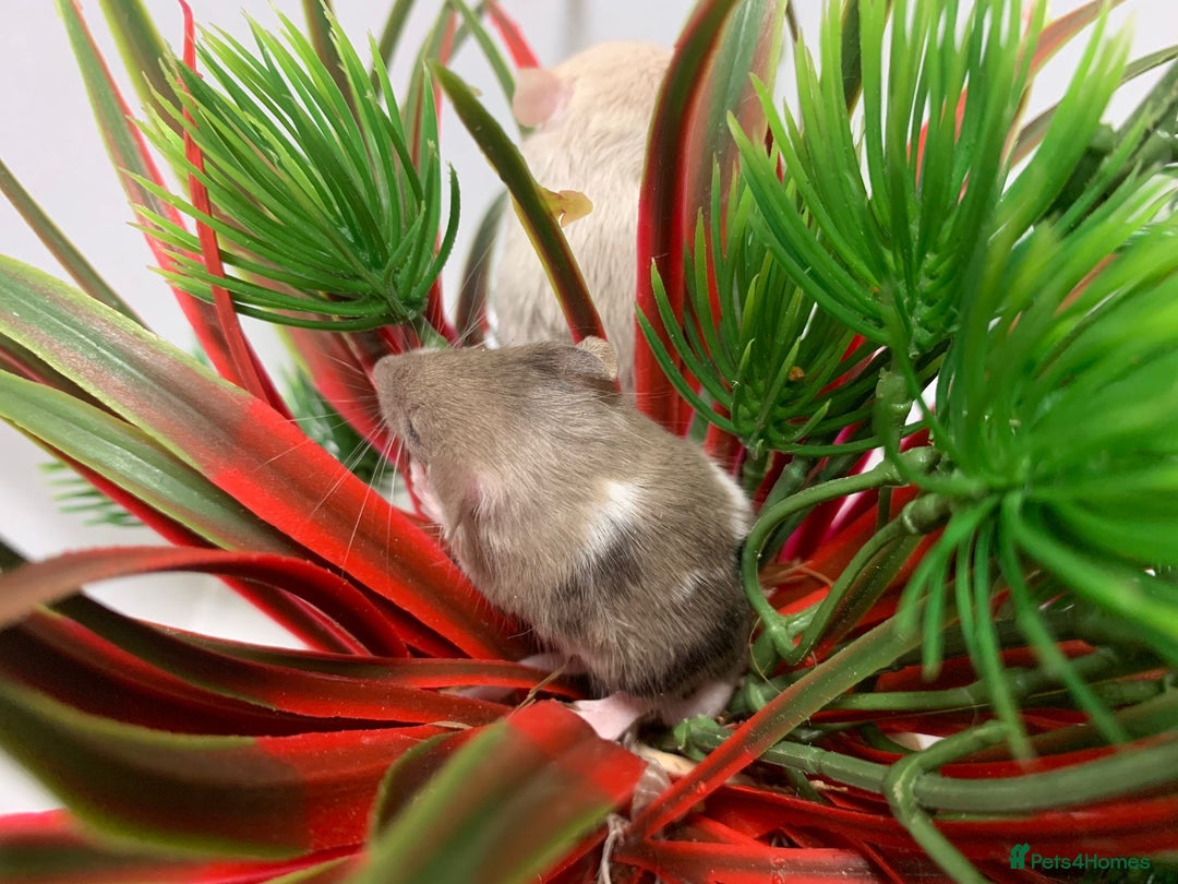 Mouse rodents for sale: Friendly fancy mice - Advert 11
