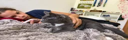 Mixed Breed cats for adoption: ❤️🐱 STORM – DON'T LET HER NAME FOOL YOU in Derby - Advert 6