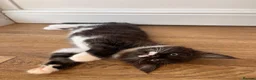 Maine Coon cats for sale: Maine coon cross kittens in Melksham - Advert 4