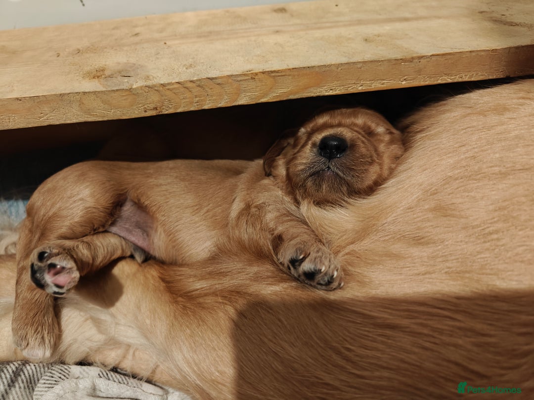 Mini Goldendoodle dogs for sale: Superb home-bred F1 Mini Goldendoodle GIRL - Advert 33