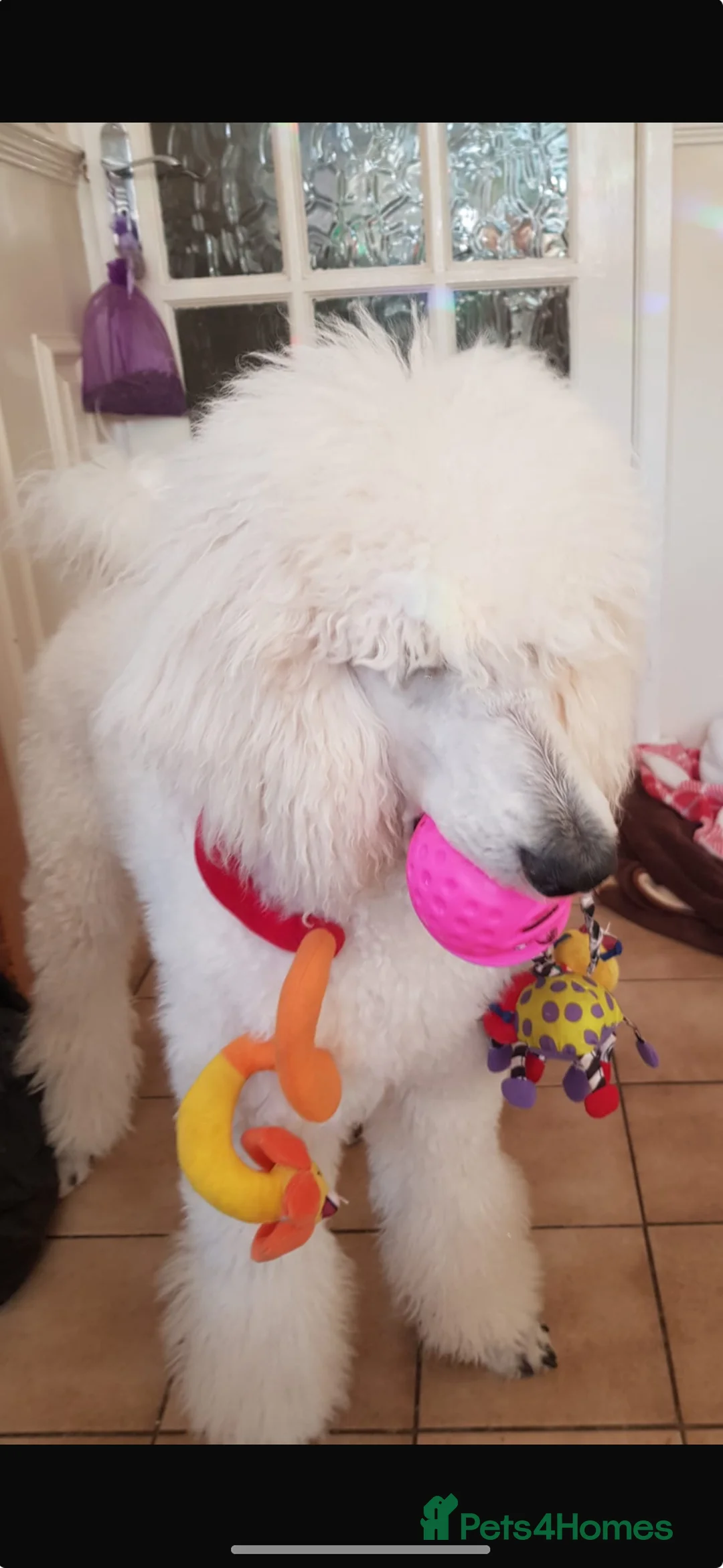 Standard Poodle dogs for stud: White standard poodle stud in Aldershot - Advert 5