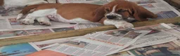 Basset Hound dogs for sale: Basset hound pups kc reg.European lines - Advert 5