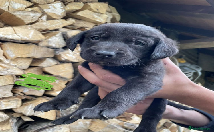 Labrador Retriever dogs - Advert 1