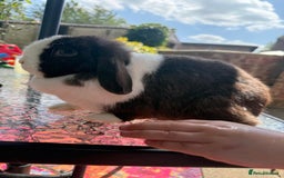 Mini Lop rabbits for sale: 2 retired breeding does - Image 2