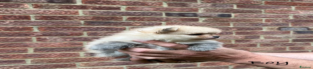 Boy