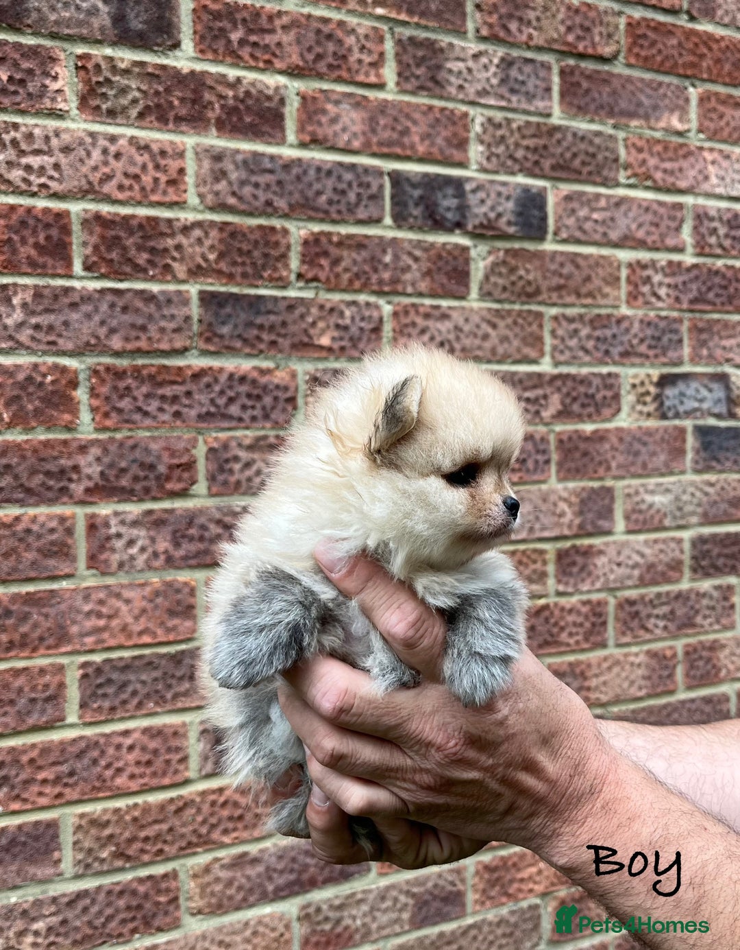 Pomeranian dogs for sale: 🐾Stunning 🐶Extra Small🐻 Teddy Face🔥 - Image 17