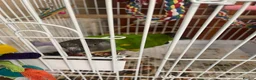 Parrots birds for sale: Male senegal parrot semi tame  - Advert 2