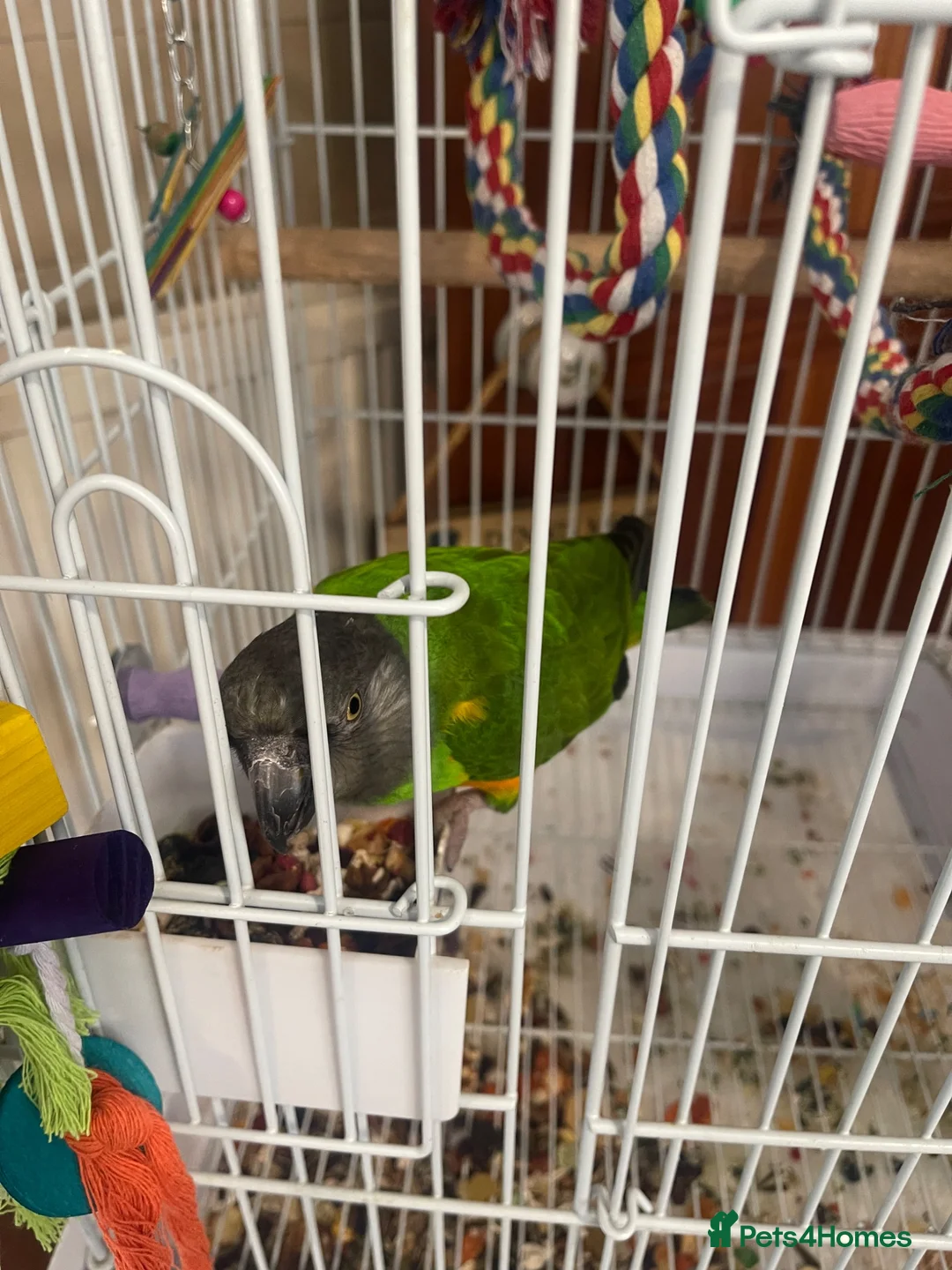 Parrots birds for sale: Male senegal parrot semi tame  - Advert 2