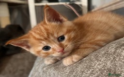 Ragdoll cats for sale: Calico Ragdolls - Image 3