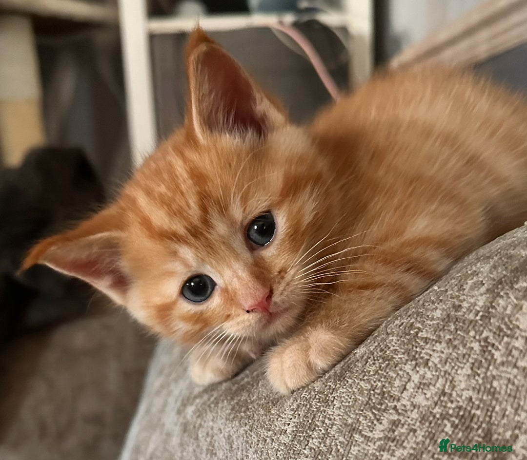 Ragdoll cats for sale: Calico Ragdolls - Image 3