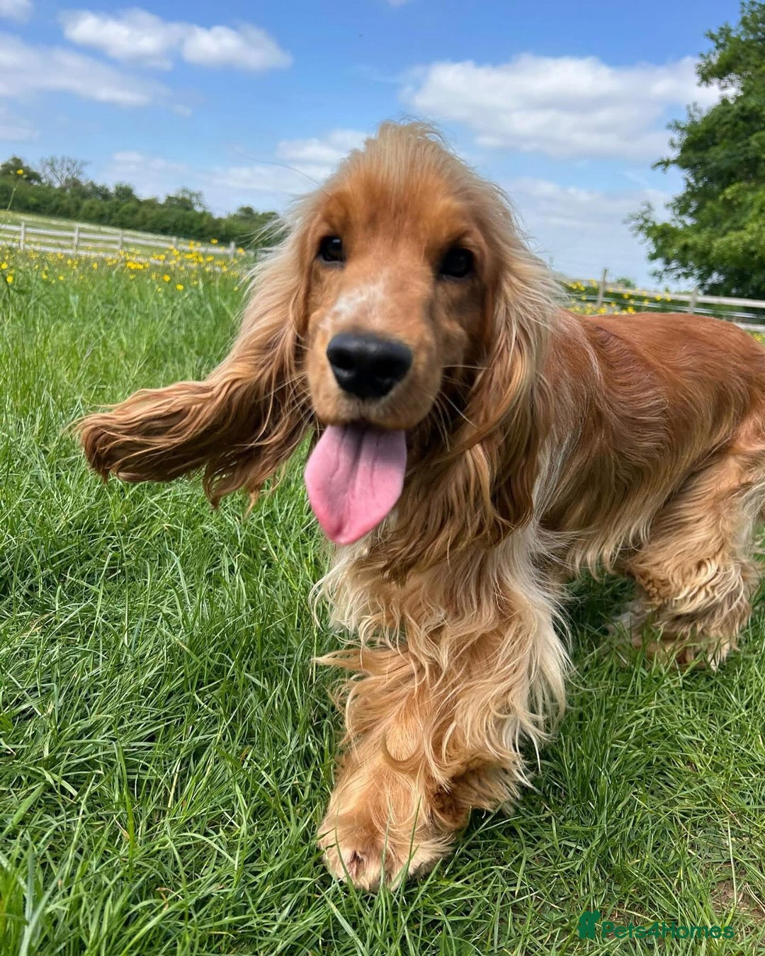 Cocker Spaniel dogs for sale: KC show cocker spaniel puppies  - Advert 10