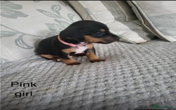 Mixed Breed dogs for sale: 5 Jack Russell x miniature dashound puppies £800 - Image 4