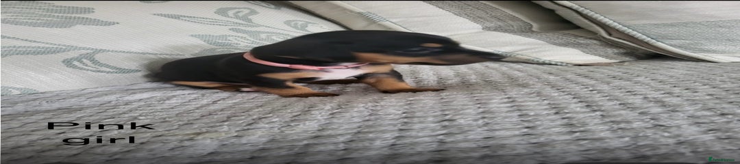Mixed Breed Puppy 3