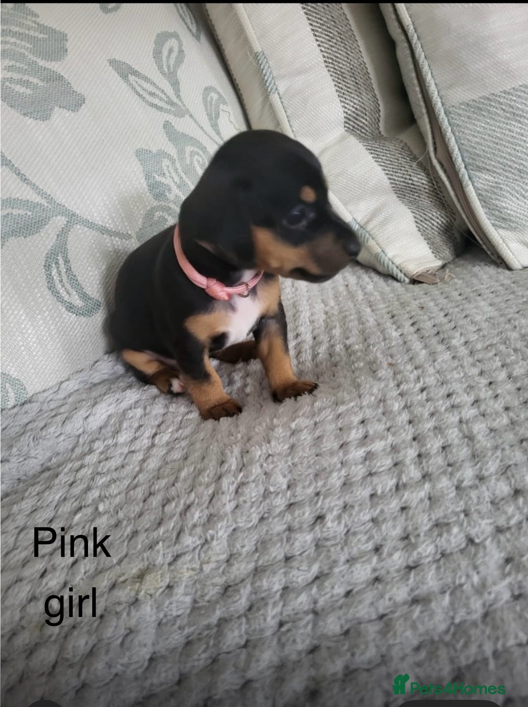 Mixed Breed dogs for sale: 5 Jack Russell x miniature dashound puppies £800 - Image 4