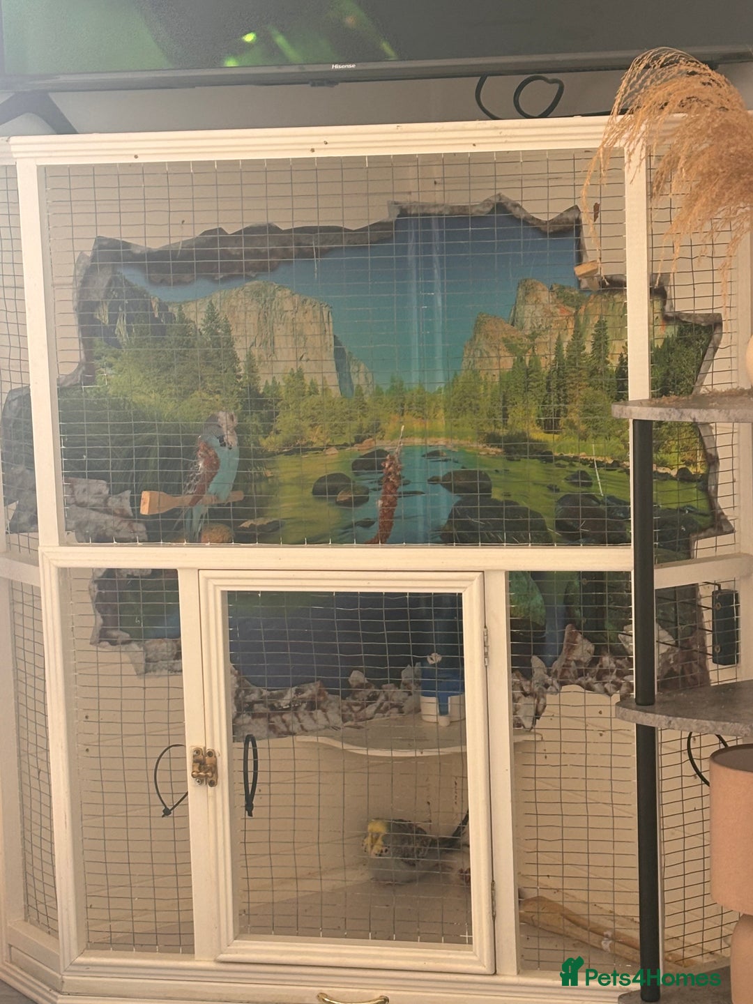 Budgerigars birds for sale: Pair of Budgies and Wooden Cage - Advert 6