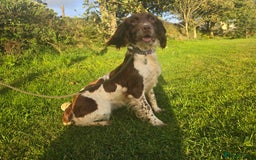 English Springer Spaniel dogs for sale: KC Health Tested Pups ready Nov 25 - Image 11