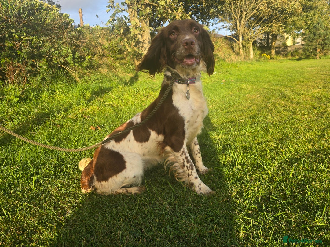English Springer Spaniel dogs for sale: KC Health Tested Pups ready Nov 25 - Image 11