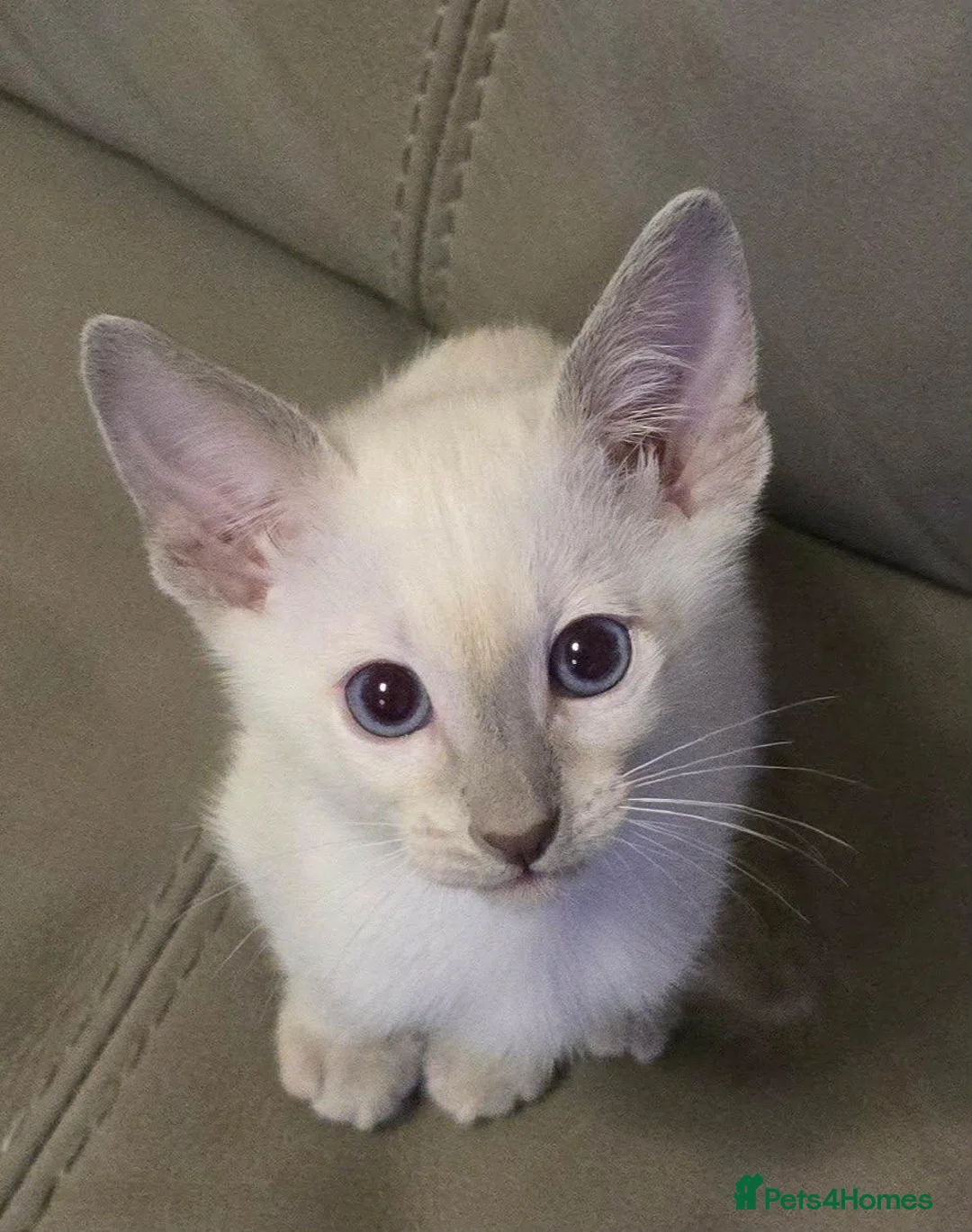 Siamese cats for sale: Cheeky blue eyed full siamese - Advert 2