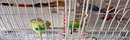 Budgerigars birds for sale: 4 beautiful budgies and cage in West Bromwich - Advert 2