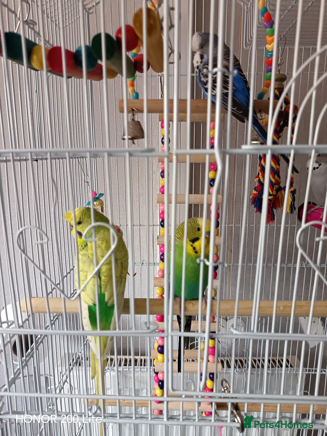 Budgerigars birds for sale: 4 beautiful budgies and cage in West Bromwich - Advert 2