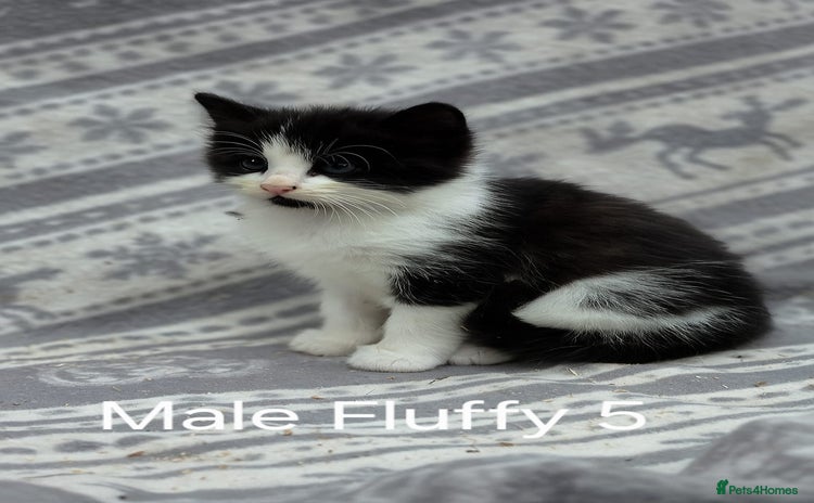 Mixed Breed cats - Advert 13