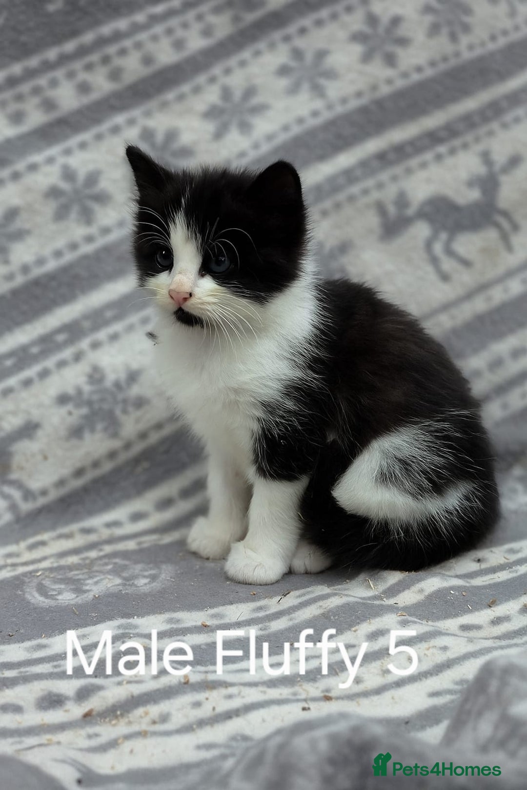 Mixed Breed cats for sale: Black and white kittens for sale - Image 1
