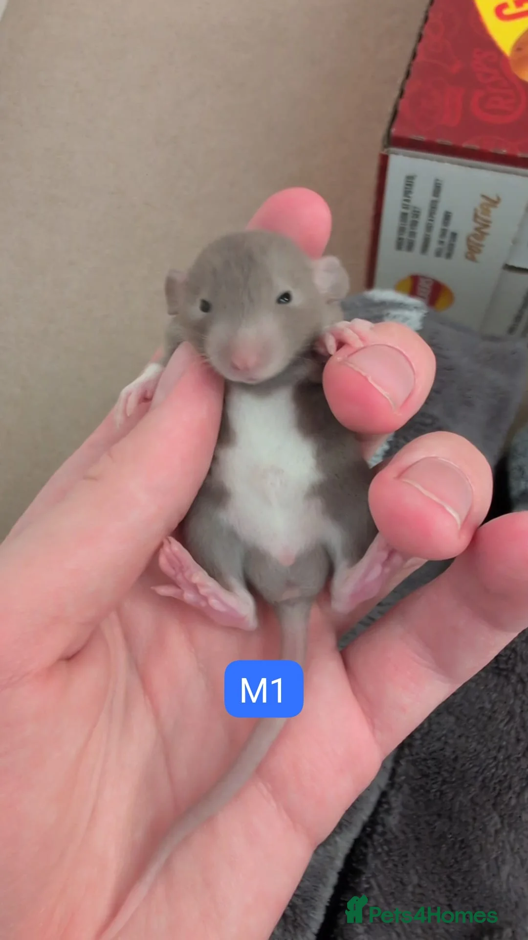 Rat rodents for sale: Lovely tame rats for sale (multiple varieties) in Derby - Advert 1