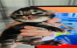 Persian cats for sale:  ⸻  ✨ Pedigree chinchilla Kittens  - Image 9