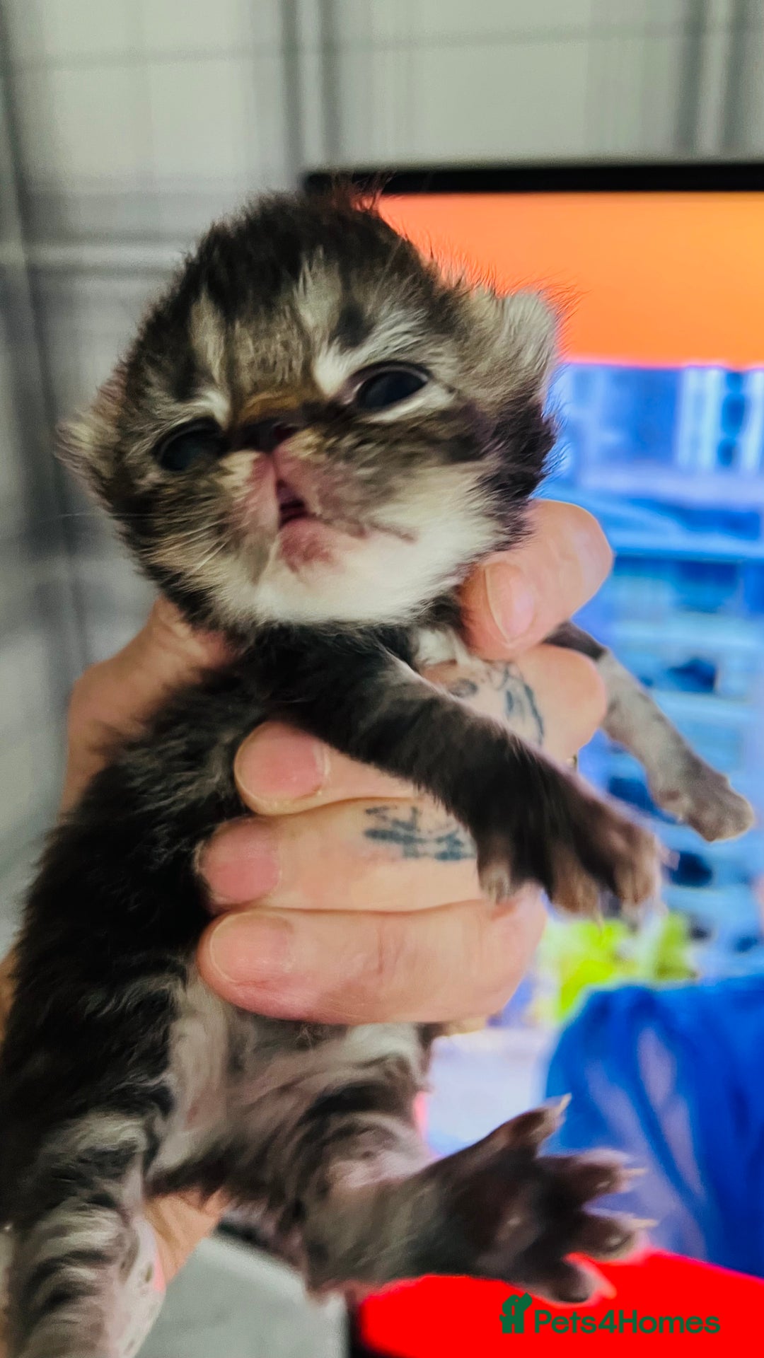 Persian cats for sale:  ⸻  ✨ Pedigree chinchilla Kittens  - Image 9