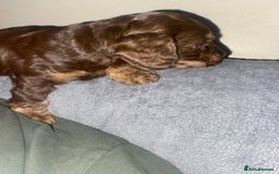 Cockapoo dogs for sale: F2 Cockapoo pups  - Image 7