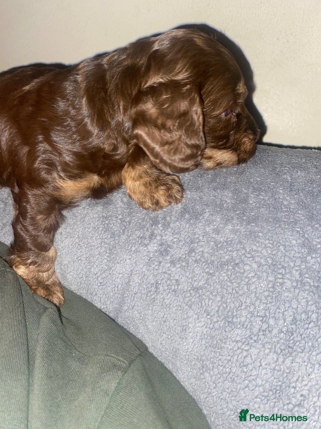 Cockapoo dogs for sale: F2 Cockapoo pups  - Image 7