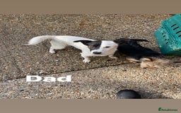 Mixed Breed dogs for sale: Jack Russell x Yorkshire terrier puppies  - Image 2
