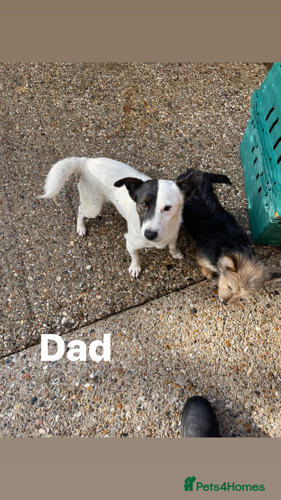 Mixed Breed dogs for sale: Jack Russell x Yorkshire terrier puppies  - Image 2