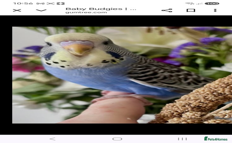 Budgerigars birds - Advert 2