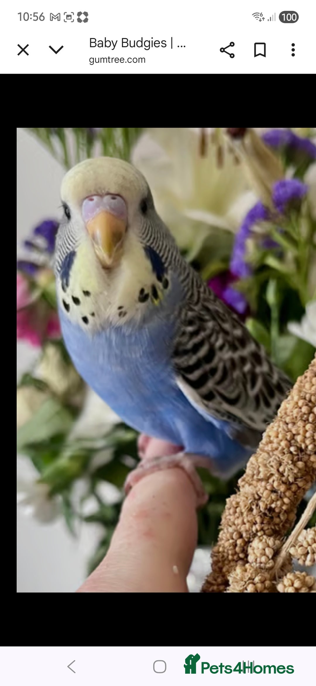 Budgerigars birds for sale: Baby budgie - Image 1