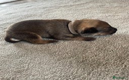 Mixed Breed dogs for sale: Belgium shepherd cross Rottweiler Labrador  - Image 8
