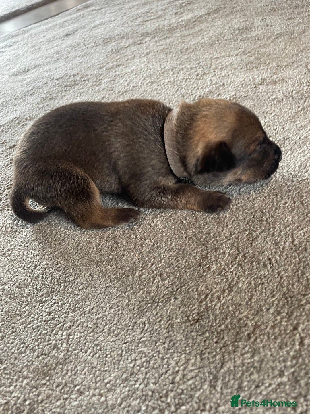 Mixed Breed dogs for sale: Belgium shepherd cross Rottweiler Labrador  - Image 8