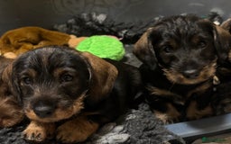 Dachshund dogs for sale: Wire haired dachschund (teckel) puppies - Image 1