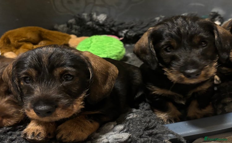 Dachshund dogs - Advert 13