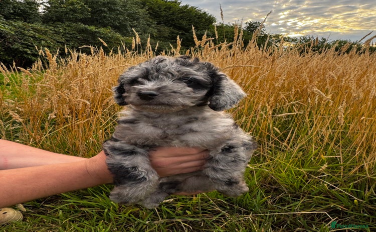 Labradoodle dogs - Advert 1