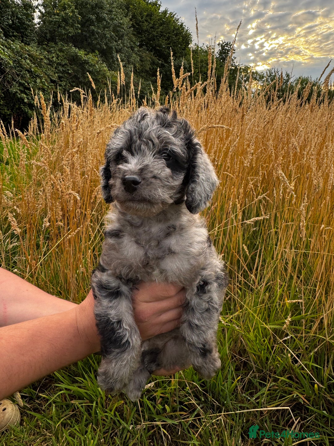 Labradoodle dogs for sale: One beautiful F1B Labradoodle puppy left!  - Image 20