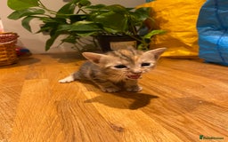 Mixed Breed cats for sale: 5 kittens for sale - 3 boys and 3 girls  - Image 8