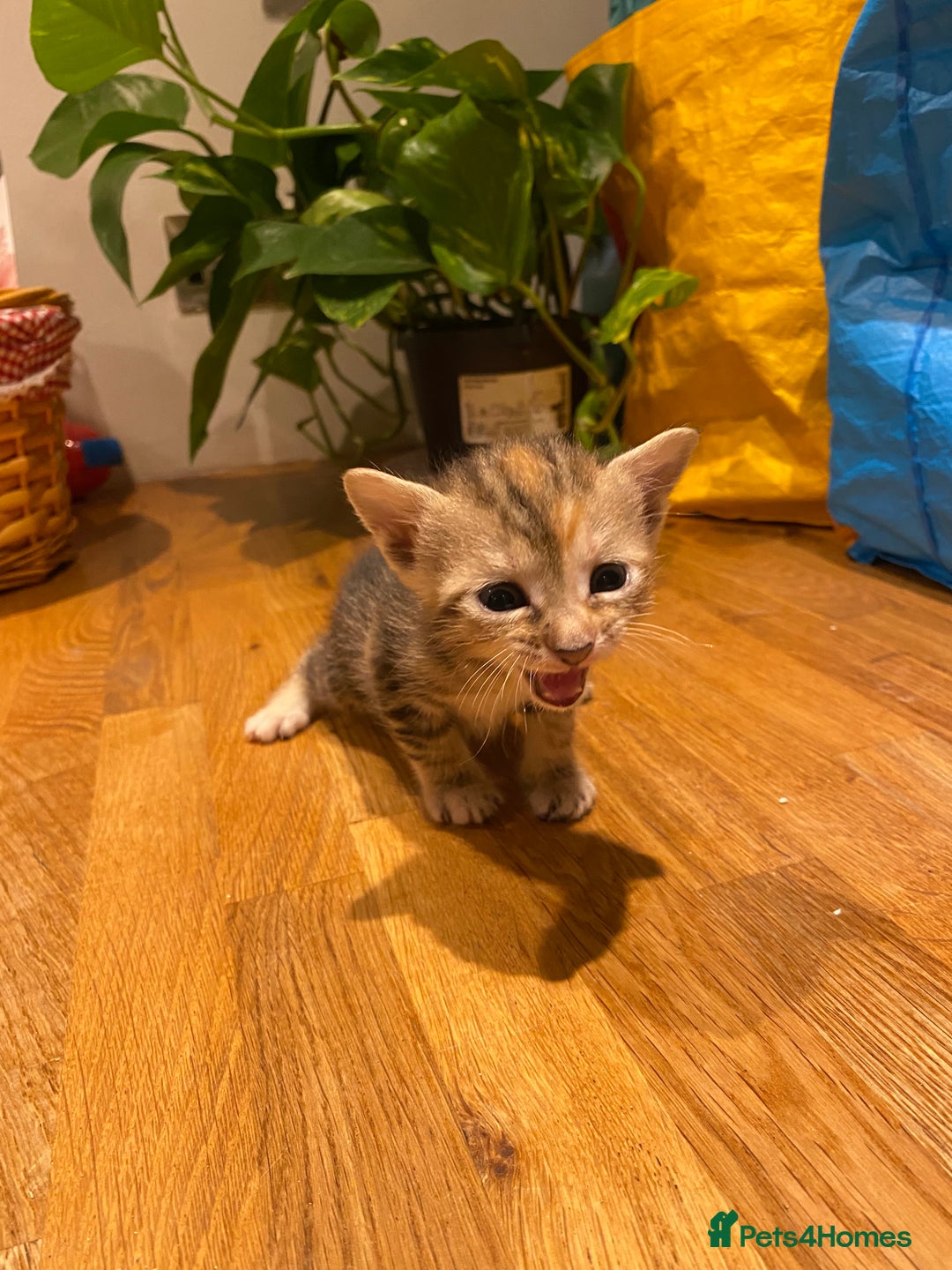 Mixed Breed cats for sale: 5 kittens for sale - 3 boys and 3 girls  - Image 8