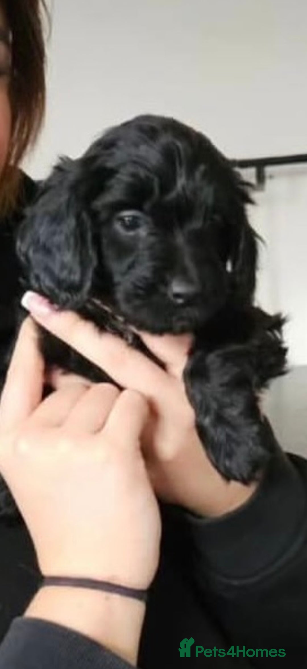 Sproodle dogs for sale: Stunning Sproodles  - Advert 10