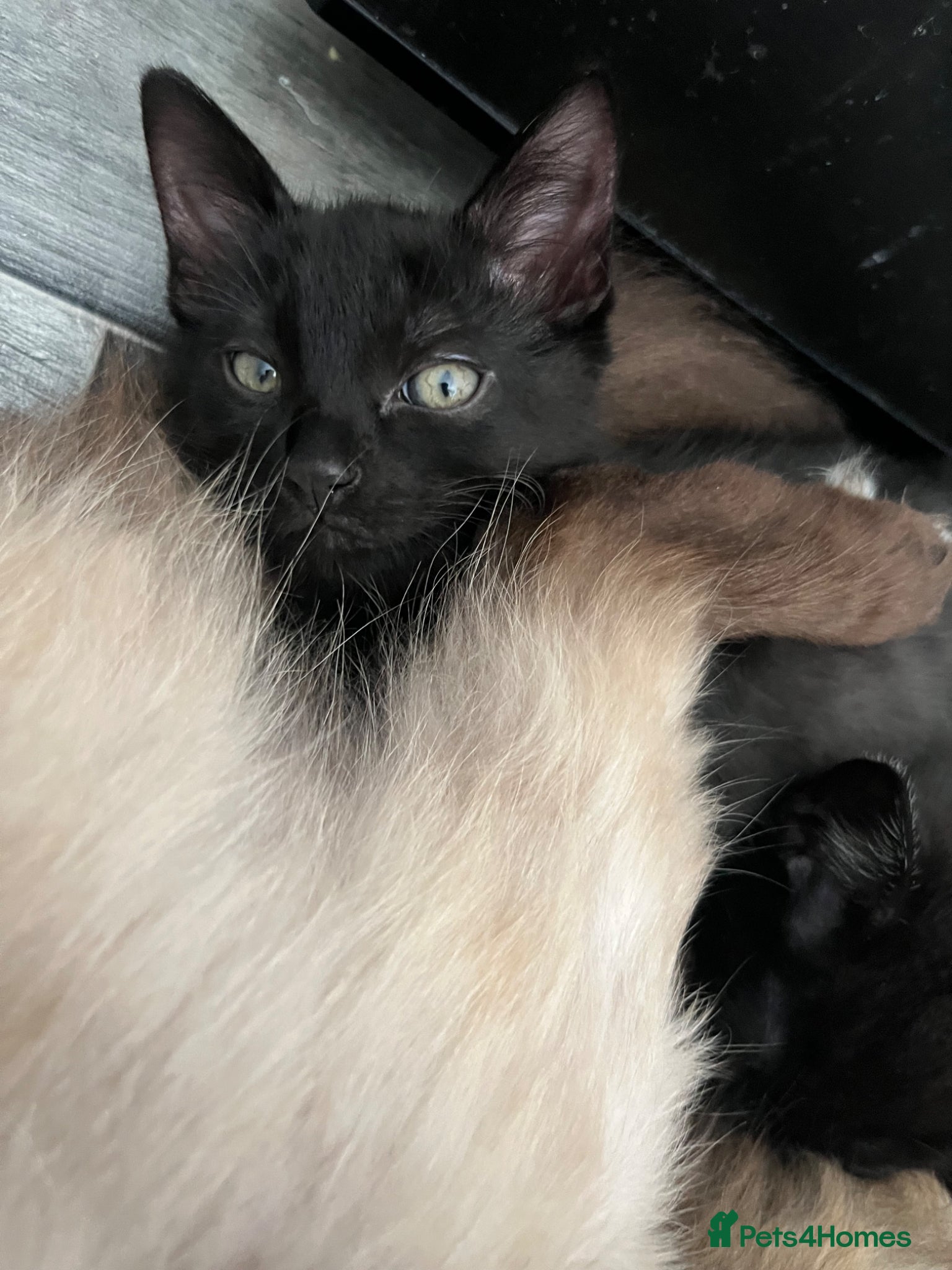 Ragdoll cats for sale: Last boy ragdoll x Maine coon kittens  - Advert 1