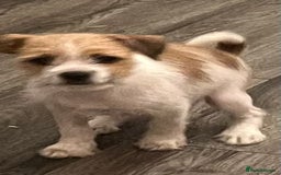 Mixed Breed dogs for sale: JACK RUSSELL CROSS PUPPY  - Image 2