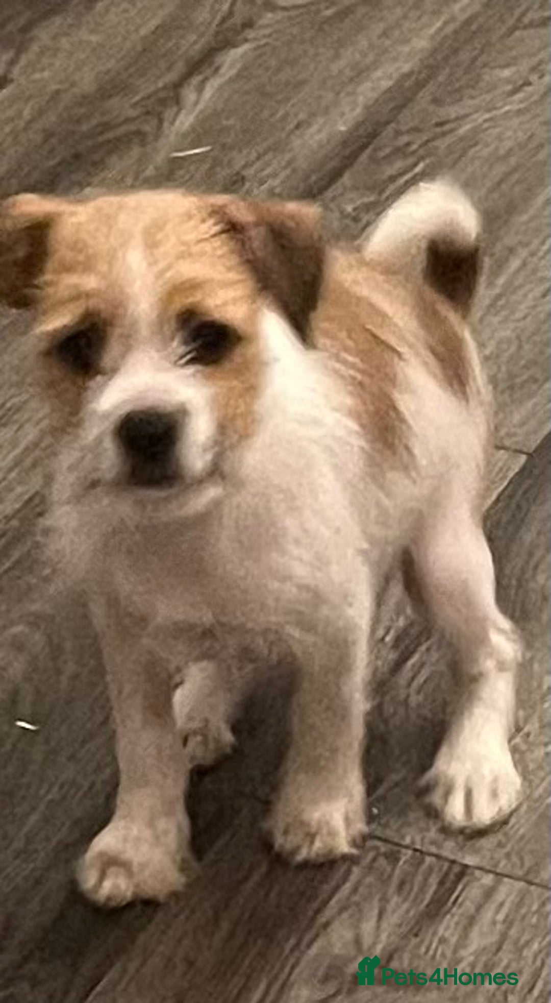 Mixed Breed dogs for sale: JACK RUSSELL CROSS PUPPY  - Image 2
